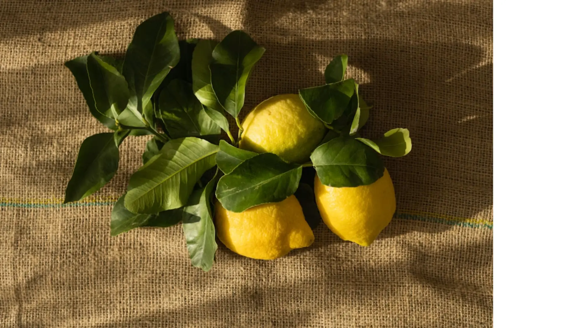 Three fresh yellow lemons with green leaves arranged on natural burlap fabric